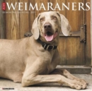 Image for Just Weimaraners 2019 Wall Calendar (Dog Breed Calendar)