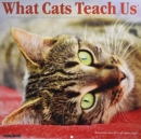 Image for What Cats Teach Us 2019 Wall Calendar