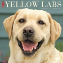 Image for Just Yellow Labs 2019 Wall Calendar (Dog Breed Calendar)