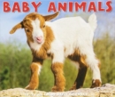 Image for Baby Animals 2019 Box Calendar