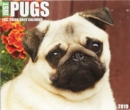 Image for Just Pugs 2019 Box Calendar (Dog Breed Calendar)