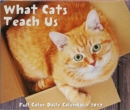 Image for What Cats Teach Us 2019 Box Calendar