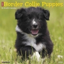 Image for Just Border Collie Puppies 2020 Wall Calendar (Dog Breed Calendar)