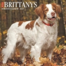 Image for Just Brittanys 2020 Wall Calendar (Dog Breed Calendar)