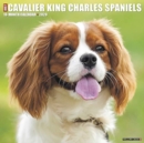 Image for Just Cavalier King Charles Spaniels 2020 Wall Calendar (Dog Breed Calendar)