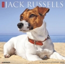 Image for Just Jack Russells 2020 Wall Calendar (Dog Breed Calendar)