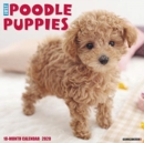 Image for Just Poodle Puppies 2020 Wall Calendar (Dog Breed Calendar)