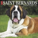 Image for Just Saint Bernards 2020 Wall Calendar (Dog Breed Calendar)