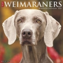 Image for Just Weimaraners 2020 Wall Calendar (Dog Breed Calendar)