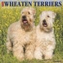 Image for Just Wheaton Terriers 2020 Wall Calendar (Dog Breed Calendar)