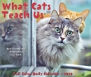 Image for What Cats Teach Us 2020 Box Calendar