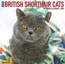 Image for British Shorthair Cats 2020 Wall Calendar