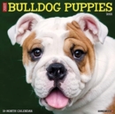 Image for Just Bulldog Puppies 2021 Wall Calendar (Dog Breed Calendar)
