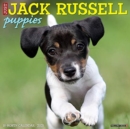 Image for Just Jack Russell Puppies 2021 Wall Calendar (Dog Breed Calendar)