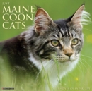 Image for Just Maine Coon Cats 2021 Wall Calendar