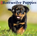 Image for Just Rottweiler Puppies 2021 Wall Calendar (Dog Breed Calendar)