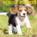 Image for Just Beagle Puppies 2022 Wall Calendar (Dog Breed)