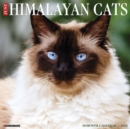 Image for Just Himalayan Cats 2022 Wall Calendar (Cat Breed)