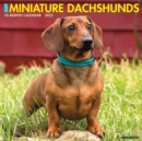 Image for Just Miniature Pinschers 2022 Wall Calendar (Dog Breed)