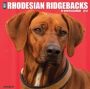 Image for Just Rhodesian Ridgebacks 2022 Wall Calendar (Dog Breed)
