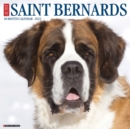 Image for Just Saint Bernards 2022 Wall Calendar (Dog Breed)
