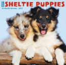 Image for Just Sheltie Puppies 2022 Wall Calendar (Dog Breed)