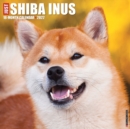 Image for Just Shiba Inus 2022 Wall Calendar (Dog Breed)