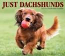 Image for Dachshunds 2022 Box Calendar - Dog Breed Daily Desktop