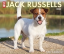 Image for Jack Russells 2022 Box Calendar - Dog Breed Daily Desktop