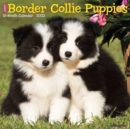 Image for Just Border Collie Puppies 2023 Wall Calendar