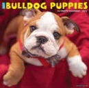 Image for Just Bulldog Puppies 2023 Wall Calendar