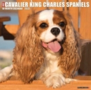 Image for Just Cavalier King Charles Spaniels 2023 Wall Calendar