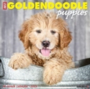 Image for Just Goldendoodle Puppies 2023 Wall Calendar
