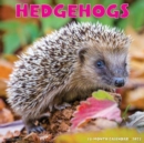 Image for Hedgehogs 2023 Wall Calendar