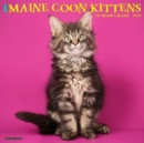 Image for Just Maine Coon Kittens 2023 Wall Calendar