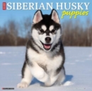 Image for Just Siberian Husky Puppies 2023 Wall Calendar