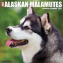 Image for Just Alaskan Malamutes 2024 12 X 12 Wall Calendar