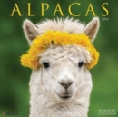 Image for Alpacas 2024 12 X 12 Wall Calendar