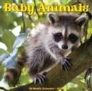 Image for Baby Animals 2024 12 X 12 Wall Calendar