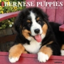 Image for Just Bernese Mountain Puppies 2024 12 X 12 Wall Calendar