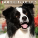 Image for Just Border Collies 2024 12 X 12 Wall Calendar