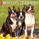 Image for Just Boston Terriers 2024 12 X 12 Wall Calendar