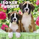 Image for Just Boxer Puppies 2024 12 X 12 Wall Calendar