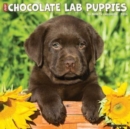 Image for Just Chocolate Lab Puppies 2024 12 X 12 Wall Calendar