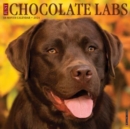 Image for Just Chocolate Labs 2024 12 X 12 Wall Calendar