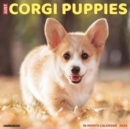 Image for Just Corgi Puppies 2024 12 X 12 Wall Calendar