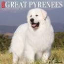 Image for Just Great Pyrenees 2024 12 X 12 Wall Calendar