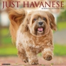 Image for Just Havanese 2024 12 X 12 Wall Calendar