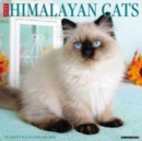 Image for Just Himalayan Cats 2024 12 X 12 Wall Calendar