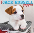 Image for Just Jack Russell Puppies 2024 12 X 12 Wall Calendar